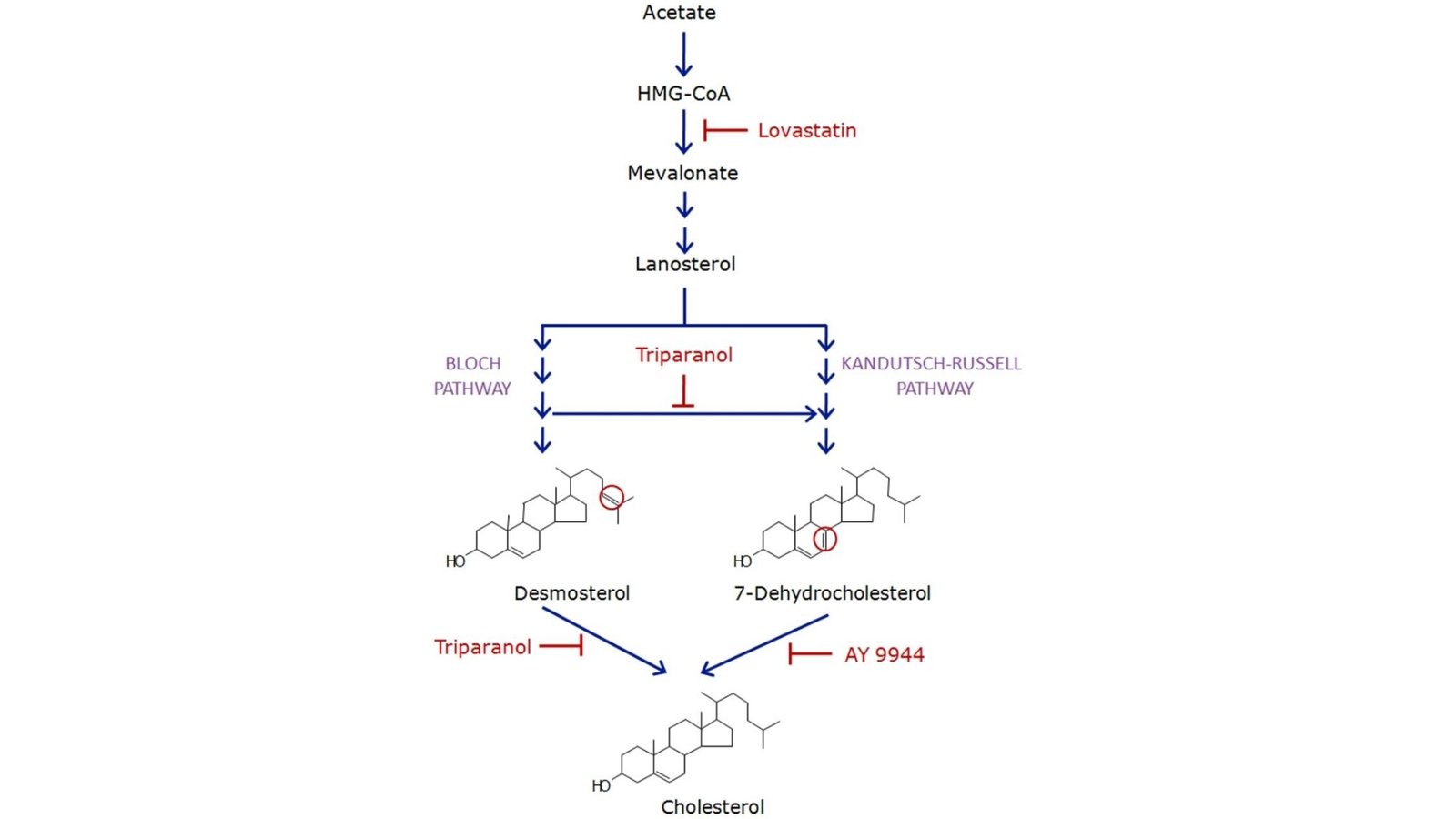 Cholesterol Metabolism - Physiological Role And Biological Significance!