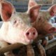 Pig Study Might Pave The Way For Gene Therapy To Avert Heart Failure